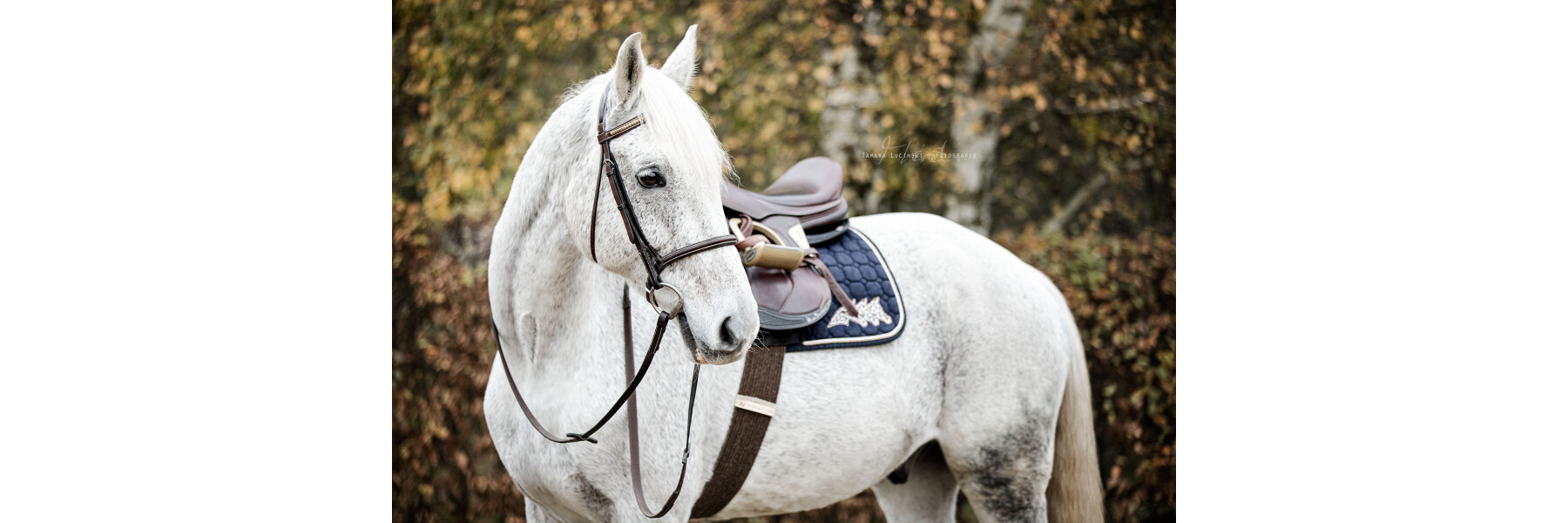 AMKA Western Sattelgurt - Schnurengurt Für Pony Und Shetty